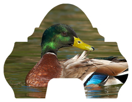 Duck Mallard